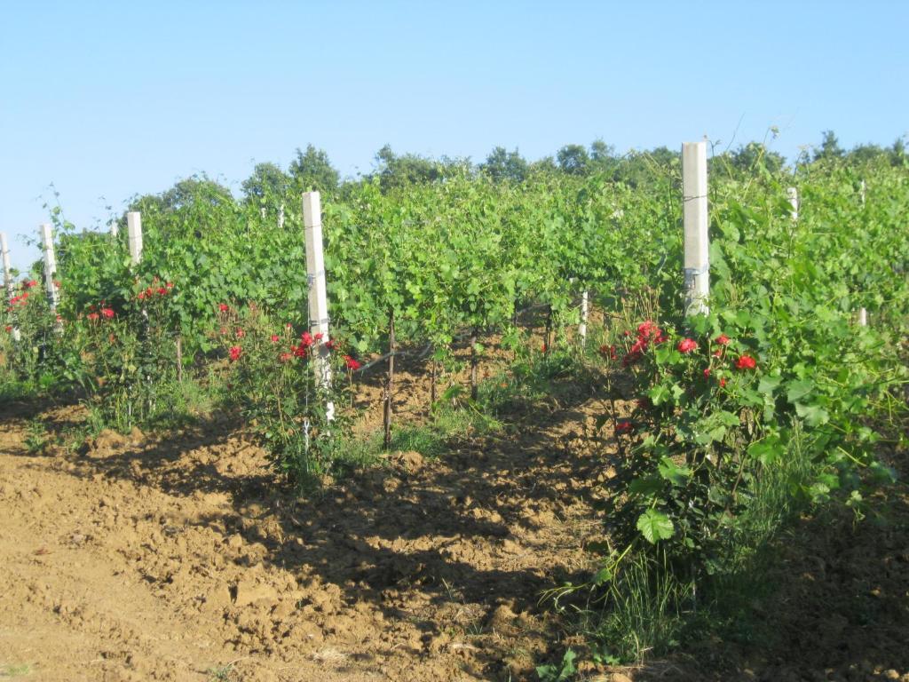 Agriturismo Consalvi Valentina Marsciano Exteriér fotografie